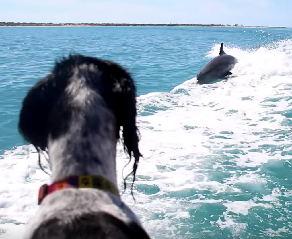Wild Dolphins Swim and Surf with Tourist, Turks & Caicos